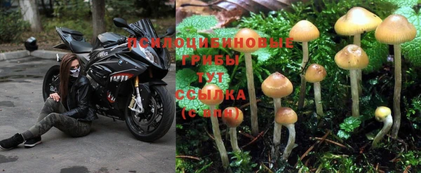 индика Нягань
